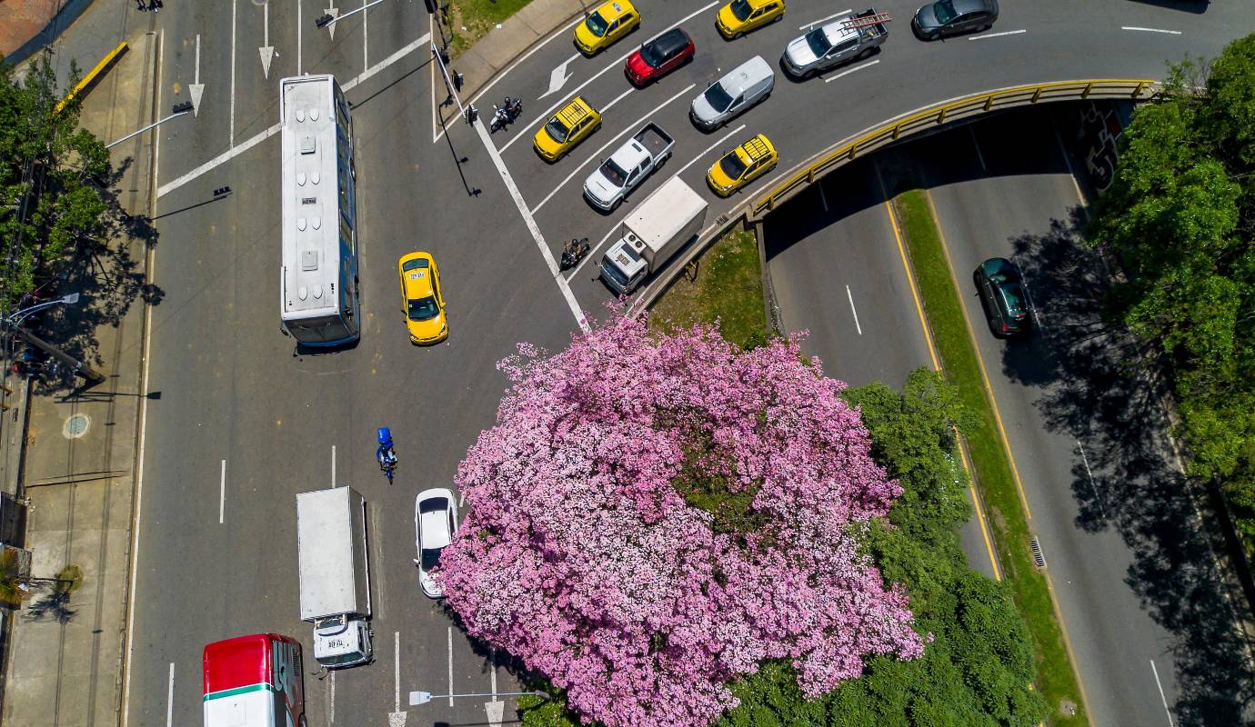 Para muchos ciudadanos, la llegada de su floración marca una época esperada, pues transforma temporalmente a Medellín en un jardín al aire libre. Foto: Camilo Suárez Echeverry