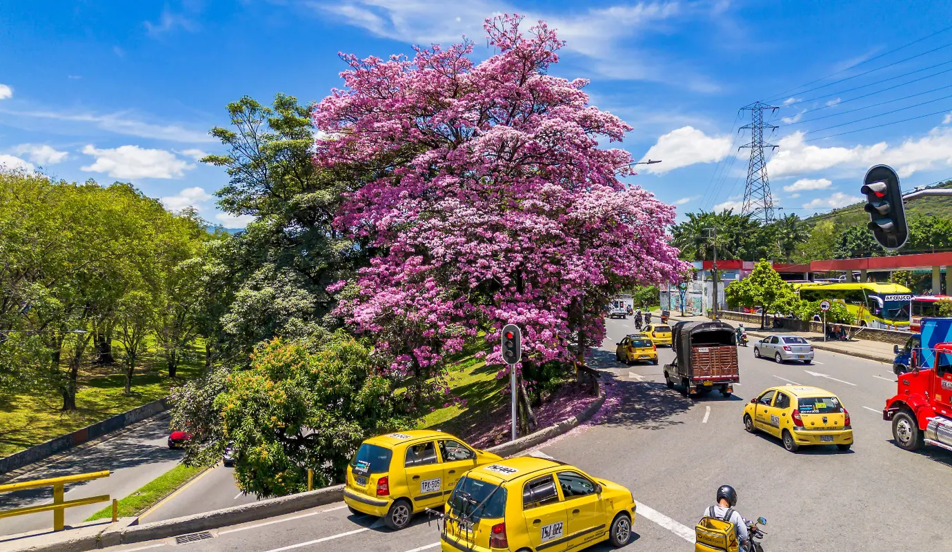 Los días soleados y las recientes condiciones climáticas han permitido que estos árboles de flores rosadas alcancen su máximo esplendor, brindando un espectáculo que embellece tanto los barrios residenciales como las principales avenidas de la capital antioqueña. Foto: Camilo Suárez Echeverry