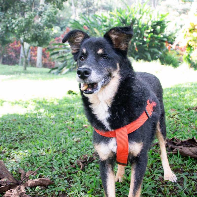 Este es uno de los perritos geriátricos del refugio La Perla, que busca un nuevo hogar. FOTO: Cortesía