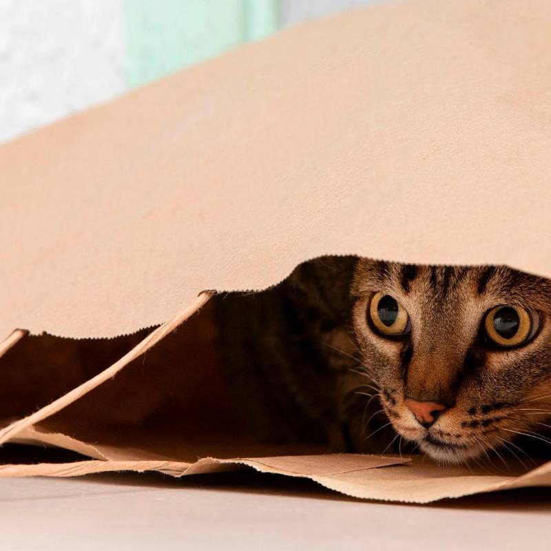 Si tu gato es temeroso aplica estas recomendaciones