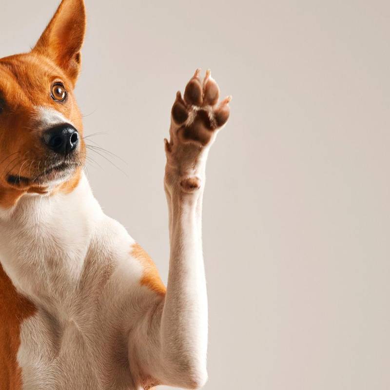 ¿Cómo elegir el nombre ideal para tu mascota?
