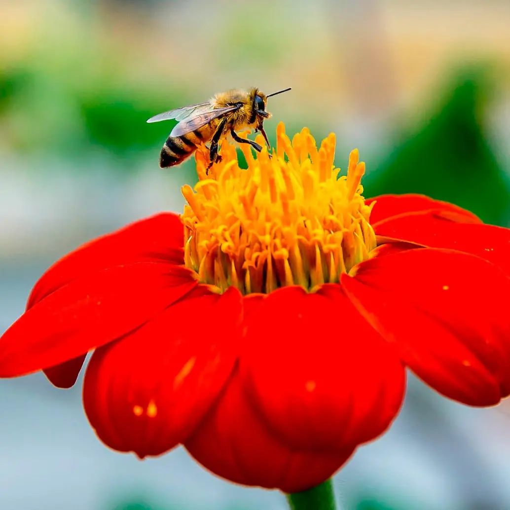 El Festival de las Abejas se celebrará este sábado en el Jardín Botánico con entrada libre, una programación educativa y un mercado de productos derivados de la colmena. FOTOS Juan Antonio Sánchez