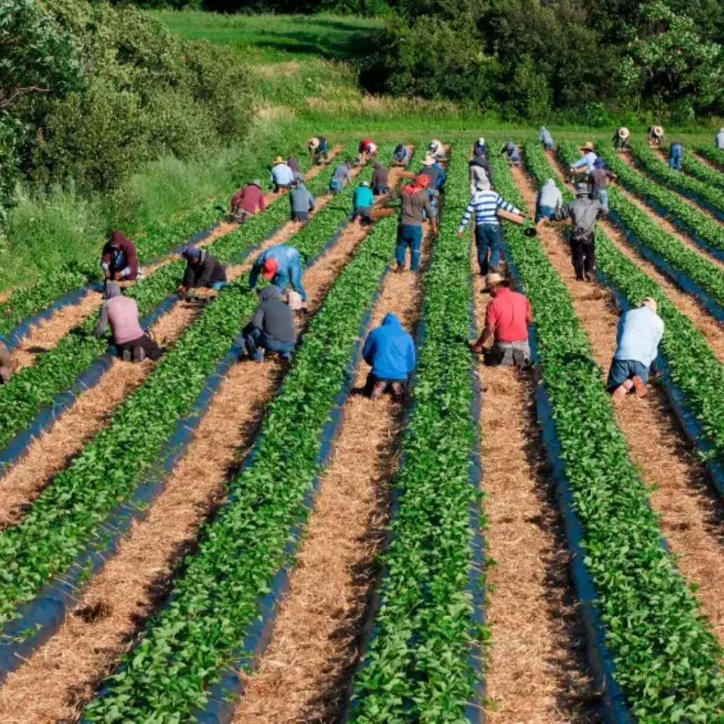 Alrededor del 42% de los trabajadores agrícolas no tienen autorización para trabajar en Estados Unidos. Foto: Getty Images