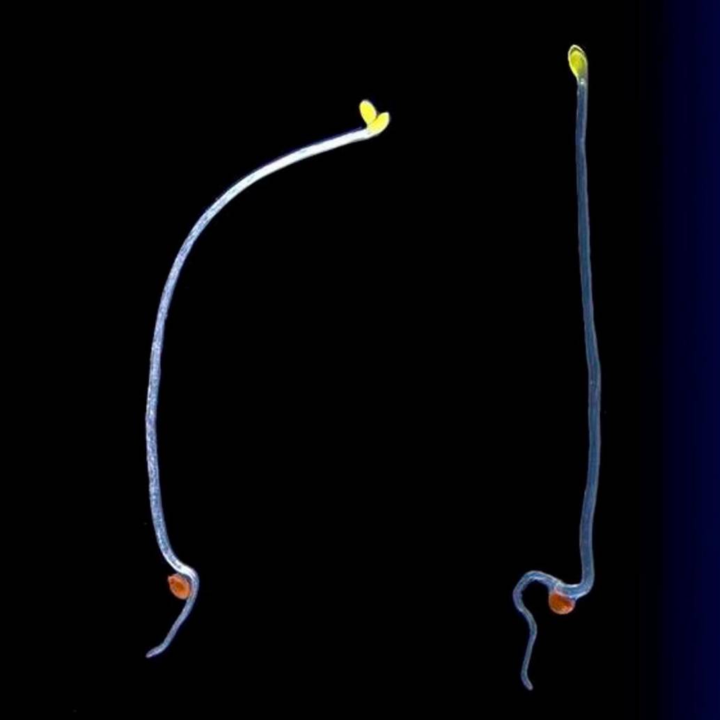 Plántulas de <i>Arabidopsis thaliana</i> de tipo salvaje (izquierda) y mutante (derecha) con luz proveniente de la derecha. El mutante no reacciona a la fuente de luz. Foto: Cortesía CIG y UNIL.