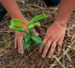 Ministerio de Ambiente radicó la reglamentación de la ley que obliga a las empresas a sembrar árboles. FOTO EL COLOMBIANO.