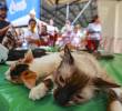 Autoridades investigan lo ocurrido durante la jornada de esterilización de mascotas hecha por una institución académica en Puerto Berrío, que cobró la vida de siete felinos. FOTO: ARCHIVO - MANUEL SALDARRIAGA