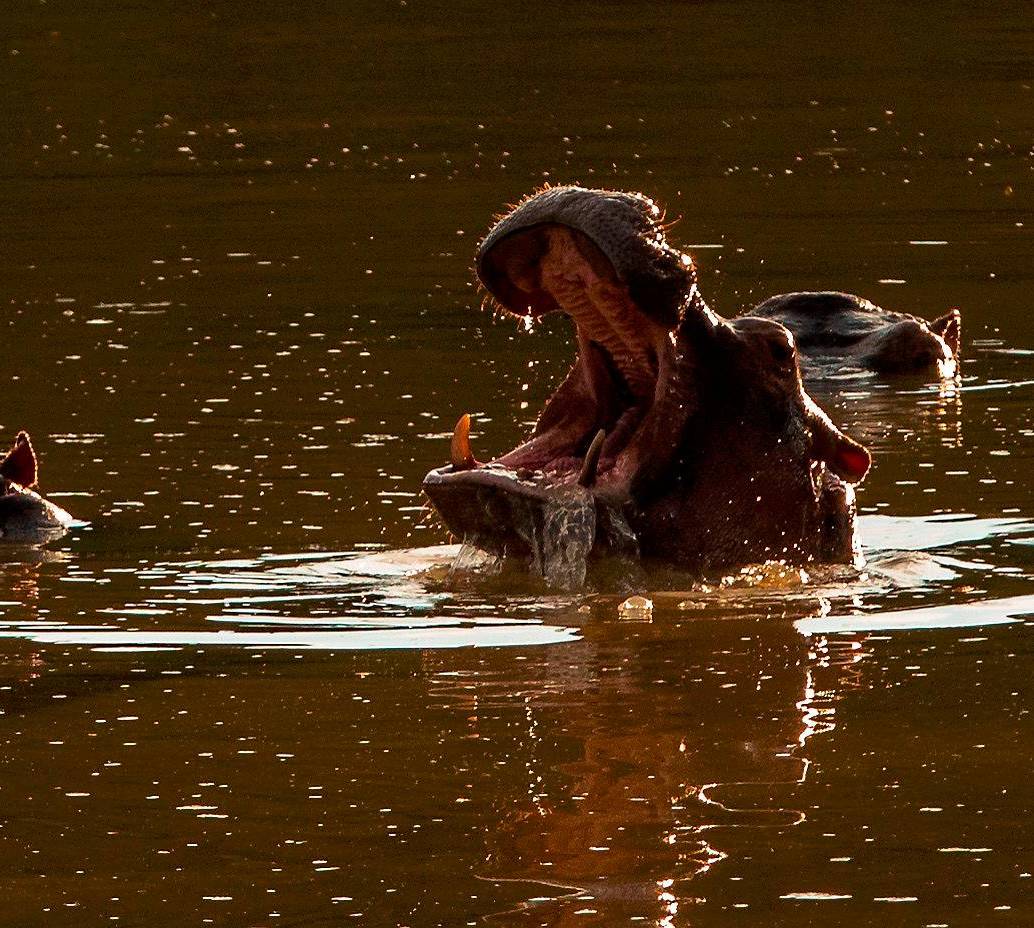 La esterilización quirúrgica de los hipopótamos fracasó en el Magdalena Medio por diversas situaciones y continúa su proliferación.<b><span class="mln_uppercase_mln"> </span></b>FOTO<b><span class="mln_uppercase_mln"> CAMILO SUÁREZ </span></b>