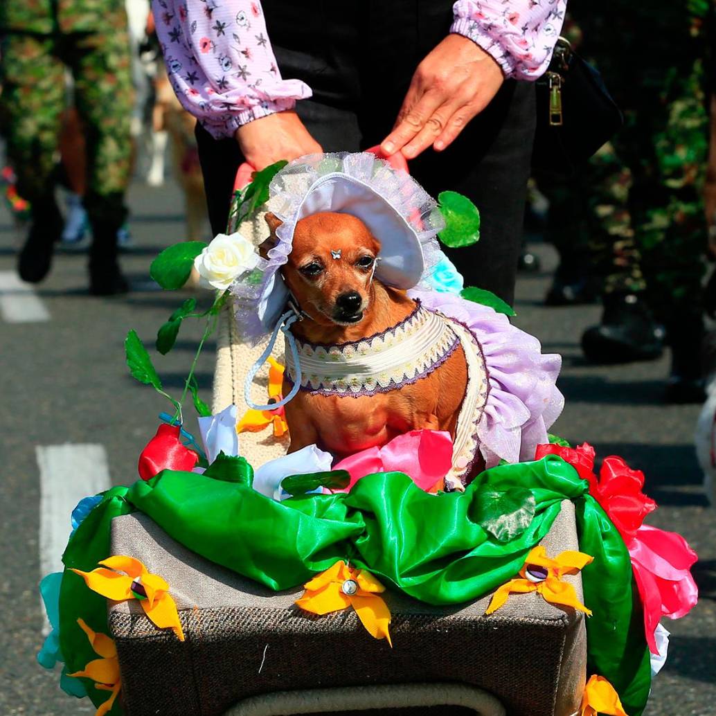 La 26ª Caminata Canina de Tierragro fue, una vez más, un éxito rotundo, dejando en claro que el amor por las mascotas es una parte vibrante y esencial del espíritu de la Feria de las Flores, consolidándose como un espacio donde la diversión y la conciencia animal caminan de la mano. FOTO: Camilo Suárez Echeverry