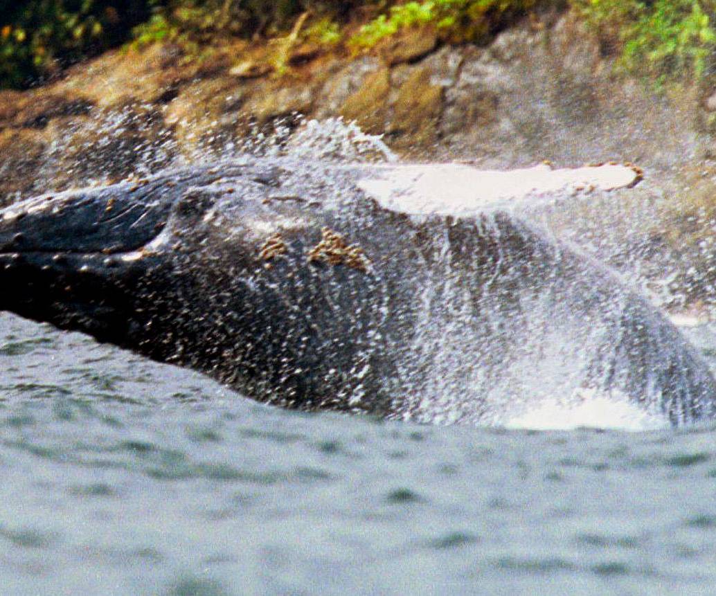Todos los años, entre los meses de julio y octubre, las ballenas jorobadas llegan a las costas del Pacífico colombiano para desarrollar su etapa reproductiva que comprende la fecundación, gestación y nacimiento de los ballenatos. Foto El Colombiano.