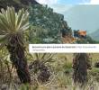 El páramo de Santurbán es un ecosistema estratégico para Santander y Norte de Santander por su aporte al abastecimiento de agua de millones de habitantes. FOTO: Colprensa y Vanguardia
