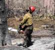 Un bombero mirando hacia arriba mientras tala un árbol. FOTO: Getty