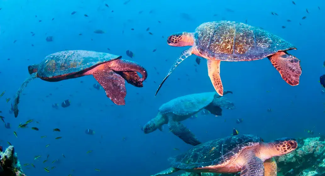 En Colombia, la tortuga verde puede observarse en zonas como el Parque Nacional Gorgona y el Golfo de Urabá, donde su presencia refleja el éxito de las medidas de conservación marina. FOTO cortesía WWF
