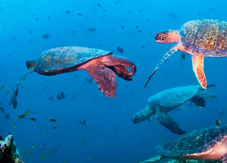 En Colombia, la tortuga verde puede observarse en zonas como el Parque Nacional Gorgona y el Golfo de Urabá, donde su presencia refleja el éxito de las medidas de conservación marina. FOTO cortesía WWF