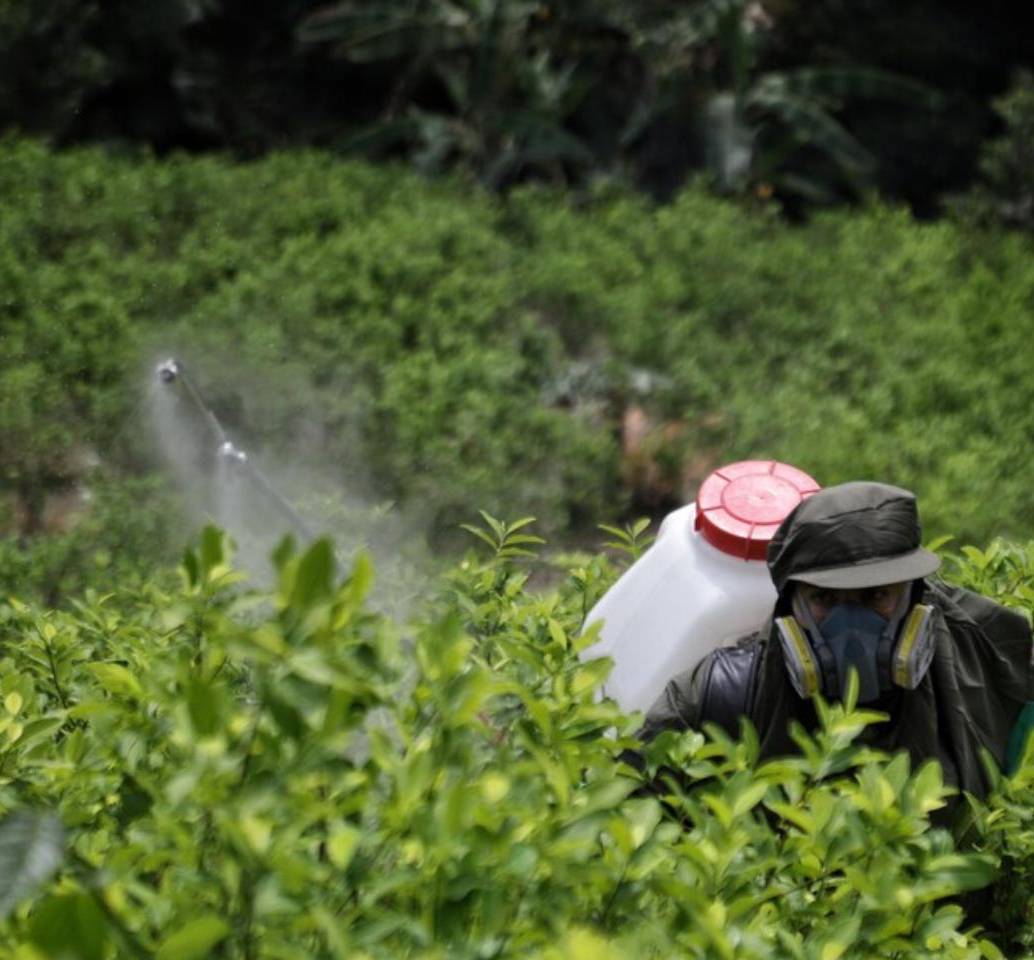 Así se erradican cultivos en el sur de Bolívar. Foto: Colprensa