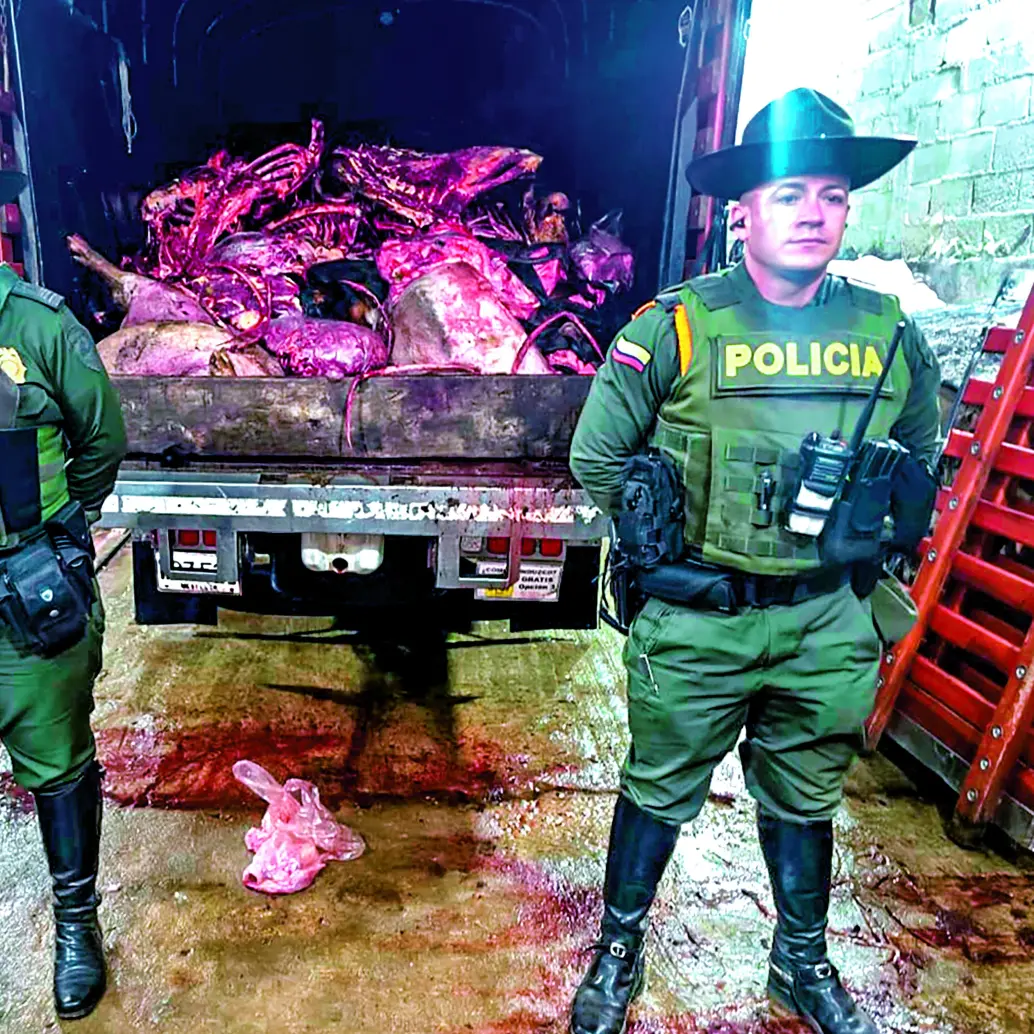 En un operativo realizado en el municipio de Donmatías, Norte antioqueño, las autoridades incautaron 9.000 kilos de carne en malas condiciones. FOTO Cortesía Policía Antioquia.