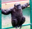 Los chimpancés consumen el equivalente a medio litro de cerveza diario. Foto El Colombiano.