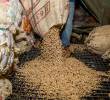 El gremio anunció el ajuste del precio de la pasilla como medida para proteger los ingresos de los caficultores afectados por el fenómeno. FOTO: Juan Antonio Sánchez