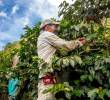 La producción de café en Colombia creció 14% en el último año, aunque octubre registró una caída del 10 % frente al mismo mes de 2024, según la Federación Nacional de Cafeteros. FOTO: JUAN ANTONIO SÁNCHEZ