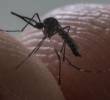 El almacenamiento casero de agua durante las sequías asociadas al fenómeno de El Niño se ha convertido en uno de los principales factores de riesgo para la reproducción del mosquito <i>Aedes aegypti</i>, transmisor del dengue. FOTO Julio César Herrera