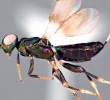 Esta es la Eupelmus curvator, la recién identificada especie de avispa. FOTO: Taisuke Kawano