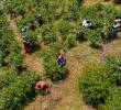 Solo en el Suroeste antioqueño se espera la llegada de 20.000 recolectores de otras zonas del país. FOTO Manuel Saldarriaga