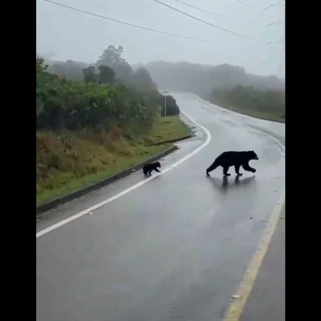 Una osa andina pasó con su osezno por una carretera en Cundinamarca. FOTO CAPTURA DE VIDEO