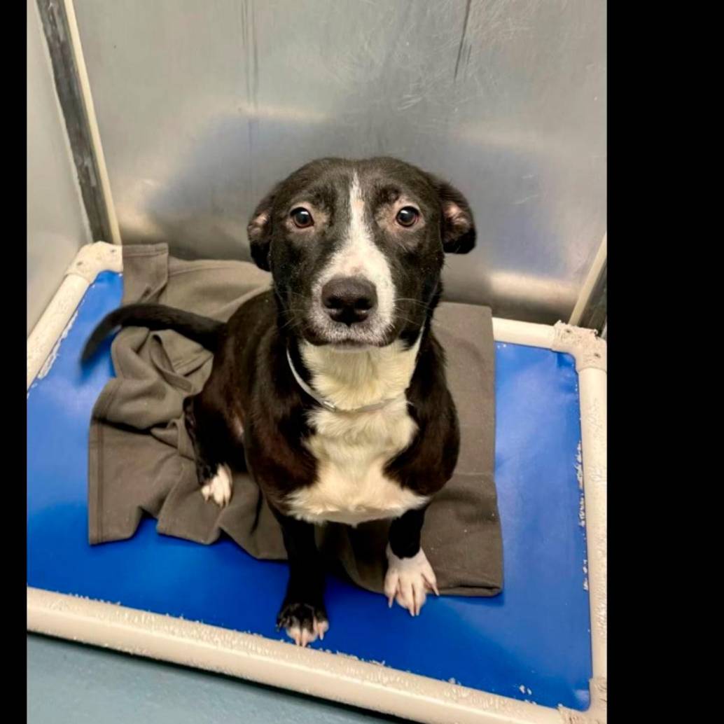 La perrita se llamaba Maya y estaba en lista para aplicarle la eutanasia. FOTO: Tomada de Instagram @madtotherescue