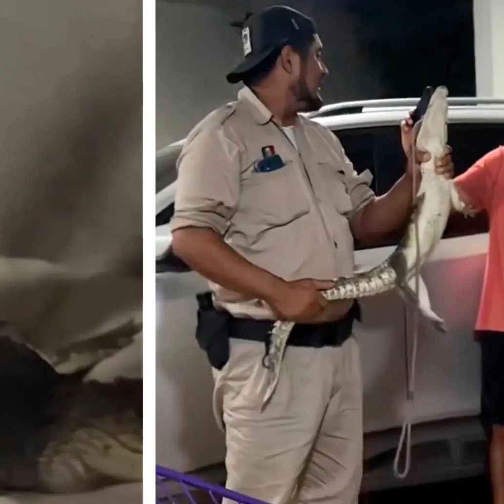 El animal salvaje fue retirado de la vivienda y devuelto a su hábitat natural. FOTO CAPTURA DE VIDEO