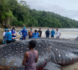 Un ejemplar de tiburón ballena encalló en las playas de Bahía Solano, Chocó. Foto: Codechocó