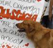 Las autoridades mostraron su preocupación por el incremento de casos de maltrato animal en Medellín y Antioquia durante este 2026. FOTO DE REFERENCIA: DONALDO ZULUAGA