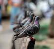 Desde 2018 la Universidad de Antioquia armó una estrategia para controlar el aumento de la población de palomas, hasta ahora, con buenos resultados. FOTO: EL COLOMBIANO