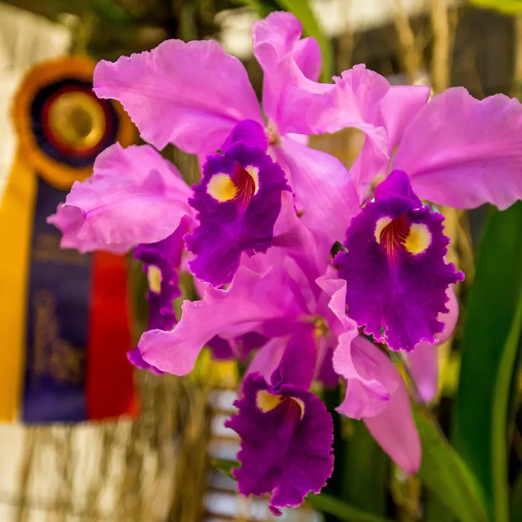 Este es la <i>Cattleya warscewiczii</i>, una de las especies más bellas y queridas en Antioquia y el país. FOTO: JUAN ANTONIO SÁNCHEZ