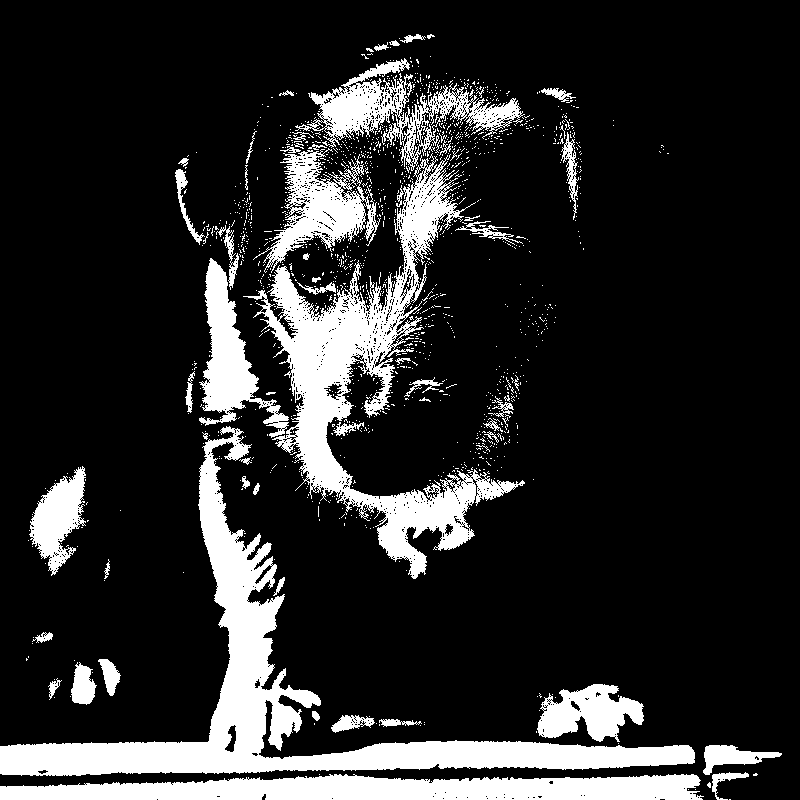 Este es el impacto de la soledad en perros