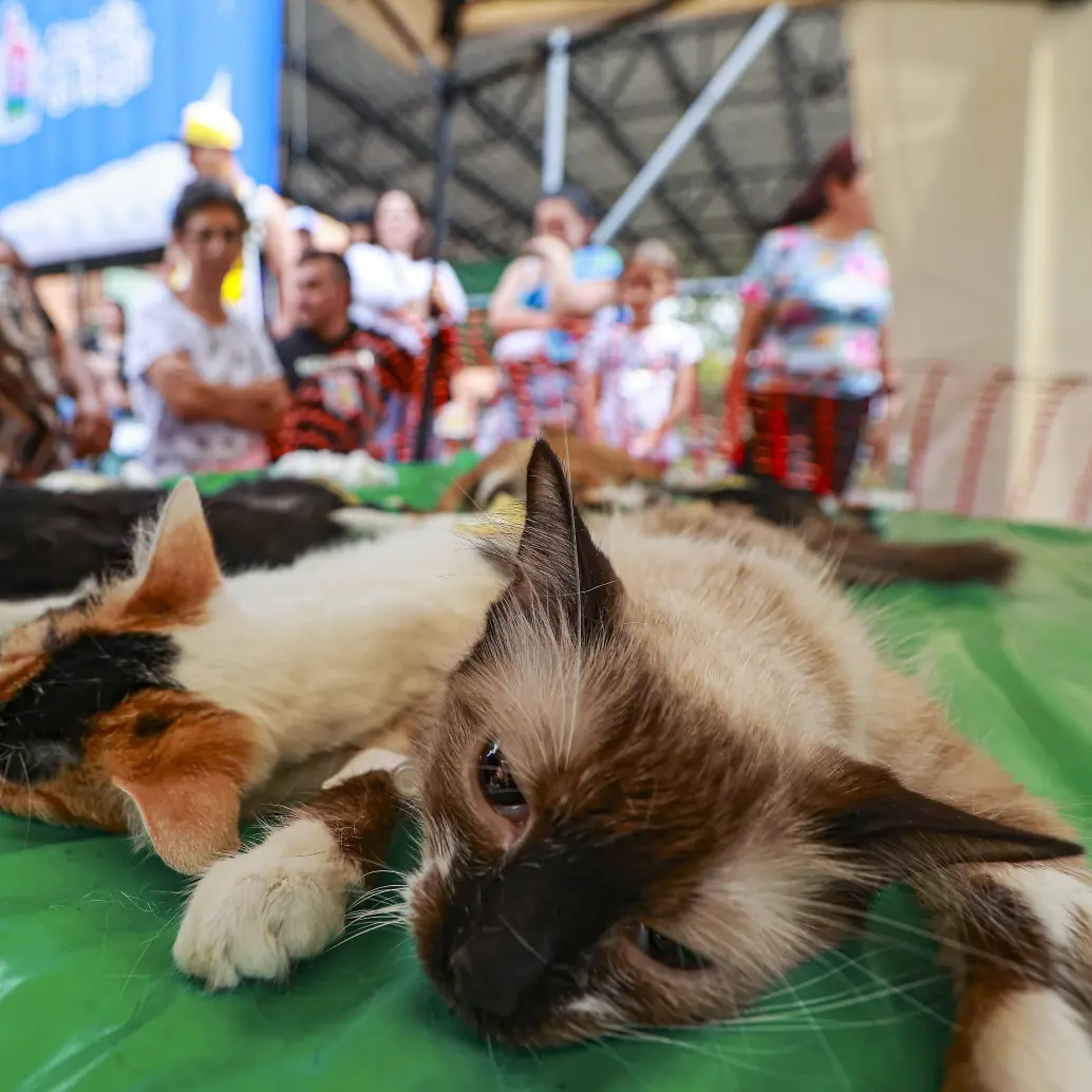 Autoridades investigan lo ocurrido durante la jornada de esterilización de mascotas hecha por una institución académica en Puerto Berrío, que cobró la vida de siete felinos. FOTO: ARCHIVO - MANUEL SALDARRIAGA
