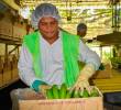 Asbama aseguró que reducir la producción bananera en Magdalena afectaría el empleo formal y el sustento de más de 18.000 familias de la región Caribe. FOTO suministrada por Asbama