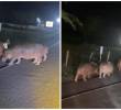 Así, en medio de la vía, fueron vistos 3 hipopótamos en la Medellín - Bogotá. Imagen tomada de redes sociales.