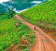 Solo entre 2023 y 2024 se sumaron más de 7.815 hectáreas de cultivos de coca, según datos de ONU citados por la la Defensoría del Pueblo. Foto: El Colombiano