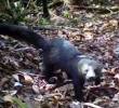 Tiene un cuerpo alargado, pelaje generalmente oscuro, cabeza más clara y una cola larga. Es una especie que se desplaza tanto por el suelo como entre los árboles. Imagen tomada de video en redes sociales.