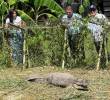 El cocodrilo de 2.67 metros completamente desarrollado, vivía en el patio de una casa en Palmira Valle del Cauca. FOTO: Cortesía