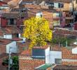 Un guayacán en Itagüí, iluminando las casas y edificaciones a su alrededor. FOTO Juan Antonio Sánchez.