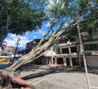 Un enorme árbol se desplomó en una zona cercana a la Universidad Pontificia Bolivariana (UPB). FOTO Julio César Herrera.