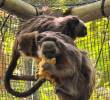 Dos de los monos tití liberados, tras un año de pasar por diferentes etapas de recuperación y readaptación. FOTO: Cortesía Área Metropolitana del Valle de Aburrá