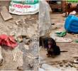 Entre los animales rescatados había perros de diferentes razas. En los registros del caso se mencionan ejemplares de tipo pitbull y salchicha. Imágenes tomadas de video publicado en el Instagram de Andrea Padilla.
