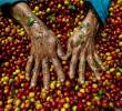 Producción de café en Colombia creció 43% en junio, pero el semestre sigue en rojo. FOTO MANUEL SALDARRIAGA.