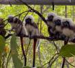 La familia de Titíes Cabeciblancos que fue liberada en la subregión del Urabá. FOTO Área Metropolitana.