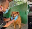 A la derecha algunas de las imágenes difundidas en redes sociales sobre una crisis en el Centro de Bienestar Animal La Perla. A la izquierda fotos difundidas por la Alcaldía de Medellín esta semana. FOTOS Cortesía