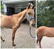 El antes y el ahora de Vencedor, el equino que fue hallado en una de las vías del municipio de Rionegro con graves afectaciones de salud. FOTO Cortesía Alcaldía de Rionegro.