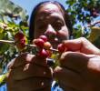 Colombia mantuvo su lugar como el tercer productor de café del mundo, con una participación cercana al 10% de las exportaciones globales, solo por detrás de Brasil (33,5%) y Vietnam (11,7%). Foto: Manuel Saldarriaga