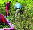 La idea presentada por Rendón consiste en utilizar drones para aplicar glifosato directamente sobre los cultivos de coca, mediante una modalidad de aspersión terrestre focalizada. FOTO Manuel Saldarriaga.