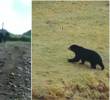 A la izquierda, reporte ciudadano investigado por las autoridades, a la derecha, Oso Andino captado por expertos en un páramo. FOTO: Cortesía Corantioquia